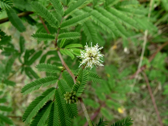 {Desmanthus illinoensis}